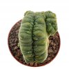LOPHOPHORA diffusa f. monstrosa cristate, 2,7 cm, grafted offset ,