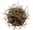 ECHINOCACTUS horizonthalonius X platyacanthus VZD 497, 3 (5,5) cm, SEEDLING