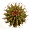 UEBELMANNIA buiningii, 3 cm, grafted