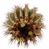 UEBELMANNIA pectinifera var. pseudopectinifera RNK 35, 7 seeds
