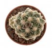 PEDIOCACTUS bradyi ssp. winkleri RP 103, 2 + 0,9 cm, 2x SEEDLINGS