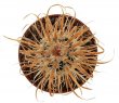 TOUMEYA papyracantha, Snow Flake, 2,8 cm, own roots, rooted offset