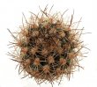 SCLEROCACTUS pubispinus SB 1013, Millard, 6,5 (3,2) cm, grafted offset