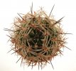 PYRRHOCACTUS umadeave, 3,8 cm, grafted SEEDLING
