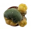 LOPHOPHORA williamsii f. aurea, 5,6 cm, grafted offset