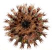 UEBELMANNIA pectinifera var. flavispina RNK 5, Sopa, SEEDLING
