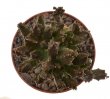 PSEUDOLITHOS mccoyi, 3 cm, rooted offset