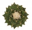 OBREGONIA denegrii (+ seeds on the plant), 7 cm, stock = very small Echin. spec.