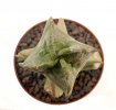 WHITESLOANEA crassa, 3,8 (3,4) cm, grafted offset