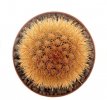 BRACHYCEREUS nesioticus klon P4, 4,4 cm, grafted offset