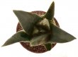 ARIOCARPUS trigonus, pot 7 cm , 3 pieces, SEEDLINGS
