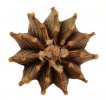 GYMNOCALYCIUM friedrichii var. angustostriatum LB 2178, Alto Paraguay, Aqua Dulce, 14 pieces
