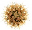 FEROCACTUS johnstonianus, pot 6 cm, rooted offset