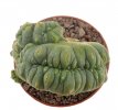 LOPHOPHORA williamsii f. cristate, pot 7 cm, grafted offset