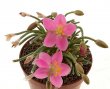 AVONIA quinaria ssp. quinaria, one pot 6 cm
