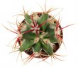FEROCACTUS haematacanthus clone 1