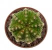AZTEKIUM ritteri f. intercostatum GCG 10888, 1,6 cm