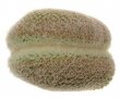 YAVIA cryptocarpa f. cristata, pot 6 cm