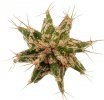 ASTROBERGIA (ASTROPHYTUM x LEUCHTENBERGIA) 6,5 cm