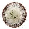 CREMNOCEREUS albipilosus, pot 5 cm, grafted offset
