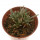 AVONIA quinaria ssp. quinaria, one pot 6 cm