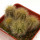 UEBELMANNIA pectinifera var. eriocactoides RNK 78 (type form), pot 5 cm, SEEDLINGS
