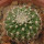 UEBELMANNIA GUMMIFERA F. BIG PLANTS RNK 102/14, 2,4 CM, TROMBA D´ANTA, SEEDLING