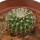 UEBELMANNIA GUMMIFERA F. BIG PLANTS RNK 102/14, 2,4 CM, TROMBA D´ANTA, SEEDLING