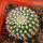 UEBELMANNIA GUMMIFERA F. TALL PLANTS RNK 102/14, 2,2 CM, TROMBA D´ANTA, SEEDLING