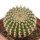 UEBELMANNIA GUMMIFERA F. TALL PLANTS RNK 102/14, 2,7 CM, TROMBA D´ANTA, SEEDLING
