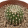 UEBELMANNIA GUMMIFERA F. VYSOKÉ ROSTLINY RNK 102/14, 2,3 CM, TROMBA D´ANTA, SEEDLING