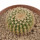 UEBELMANNIA GUMMIFERA F. TALL PLANTS RNK 102/14, 2,5 CM, TROMBA D´ANTA, SEEDLING
