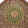 UEBELMANNIA GUMMIFERA F. TALL PLANTS RNK 102/14, 2,5 CM, TROMBA D´ANTA, SEEDLING