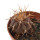 UEBELMANNIA BUININGII RNK 53, 2,8 CM, TROMBA D´ANTA, SEEDLING