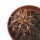 UEBELMANNIA BUININGII RNK 53, 2,8 CM, TROMBA D´ANTA, SEEDLING