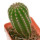 PIERREBRAUNIA BAHIENSIS, 5,7 CM TALL, SEEDLING