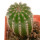 PIERREBRAUNIA BAHIENSIS, 5,7 CM TALL, SEEDLING