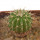 UEBELMANNIA MENINENSIS, 2,2 CM, SEEDLING