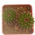 UEBELMANNIA MENINENSIS, 2,1 + 2,6 CM, SEEDLINGS