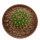 UEBELMANNIA MENINENSIS RNK 49/14, 2,5 CM, TROMBA D´ANTA, SEEDLING