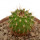 UEBELMANNIA MENINENSIS RNK 49/14, 2,1 CM, TROMBA D´ANTA, SEEDLING