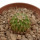 UEBELMANNIA MENINENSIS RNK 49/14, 1,8 CM, TROMBA D´ANTA, SEEDLING