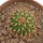 UEBELMANNIA MENINENSIS RNK 49/14, 2 CM, TROMBA D´ANTA, SEEDLING