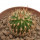 UEBELMANNIA MENINENSIS RNK 49/14, 2 CM, TROMBA D´ANTA, SEEDLING