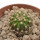 UEBELMANNIA MENINENSIS RNK 49/14, 1,8 CM, TROMBA D´ANTA, SEEDLING