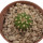 UEBELMANNIA MENINENSIS RNK 49/14, 1,8 CM, TROMBA D´ANTA, SEEDLING