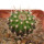 UEBELMANNIA MENINENSIS RNK 49/14, 2,4 CM, TROMBA D´ANTA, SEEDLING