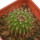 UEBELMANNIA MENINENSIS RNK 49/14, 2,5 CM, TROMBA D´ANTA, SEEDLING