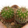UEBELMANNIA MENINENSIS RNK 49/14, 2,1+ 2,2 CM, TROMBA D´ANTA, 2 x SEEDLINGS