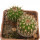 UEBELMANNIA MENINENSIS RNK 49/14, 2,1+ 2,2 CM, TROMBA D´ANTA, 2 x SEEDLINGS